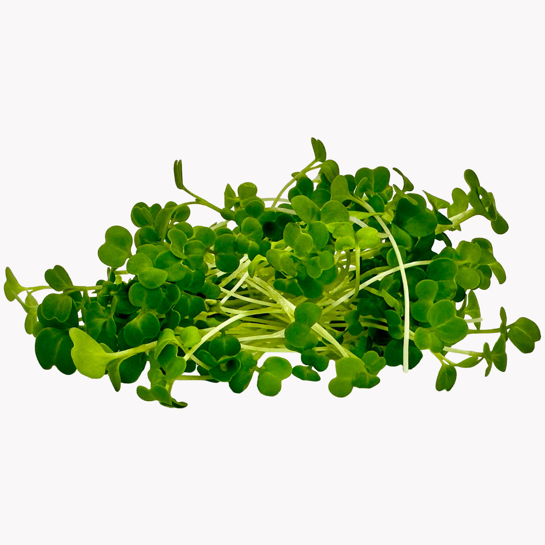 Semena Microgreens | Brokolice raab