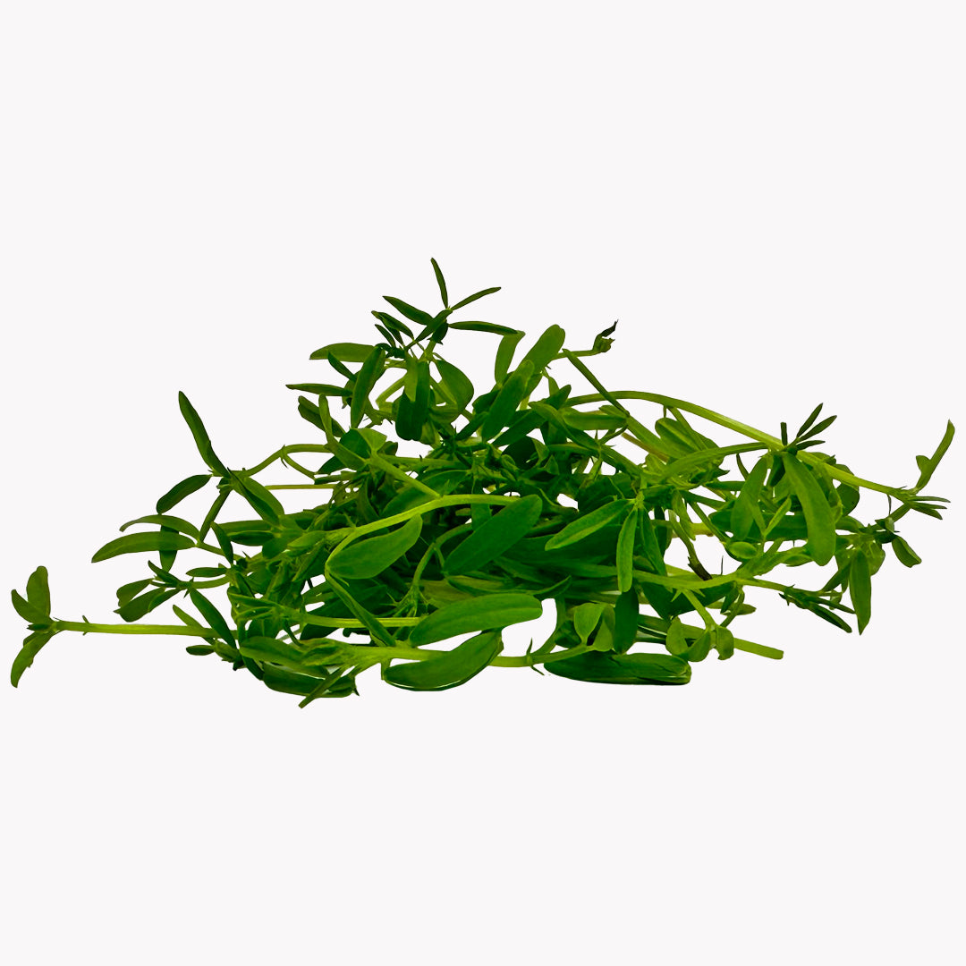 Semena Microgreens | Čočka zelená
