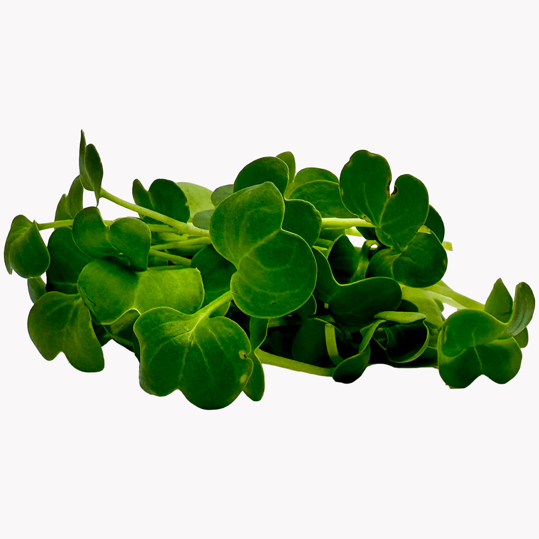 Semena Microgreens | Ředkev daikon