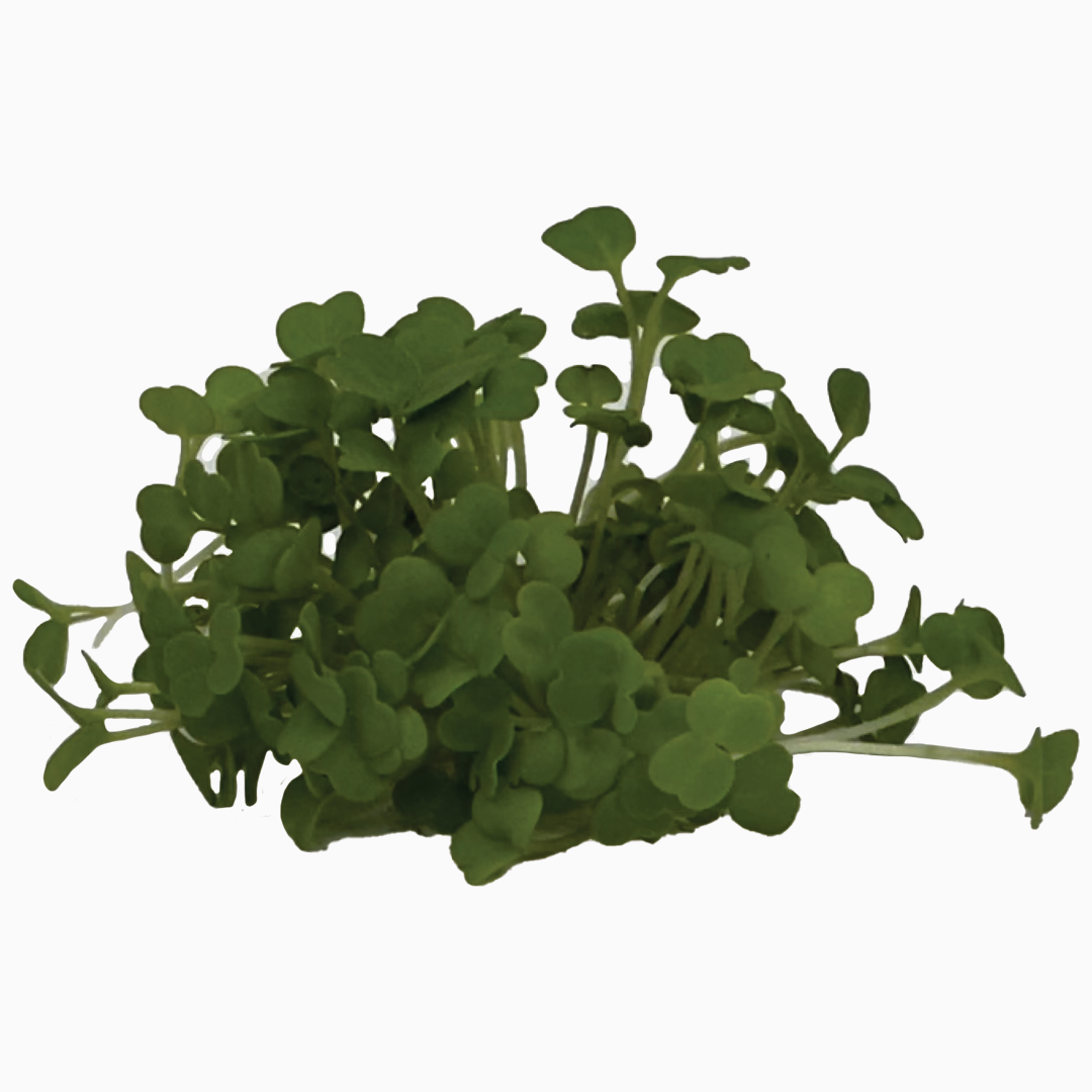 Semena Microgreens | Rukola