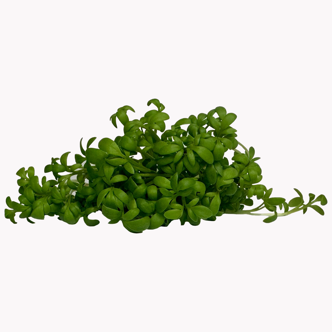 Semena Microgreens | Řeřicha setá