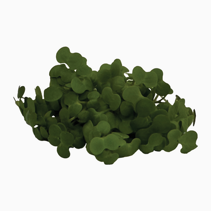 Pikantní set semínek microgreens