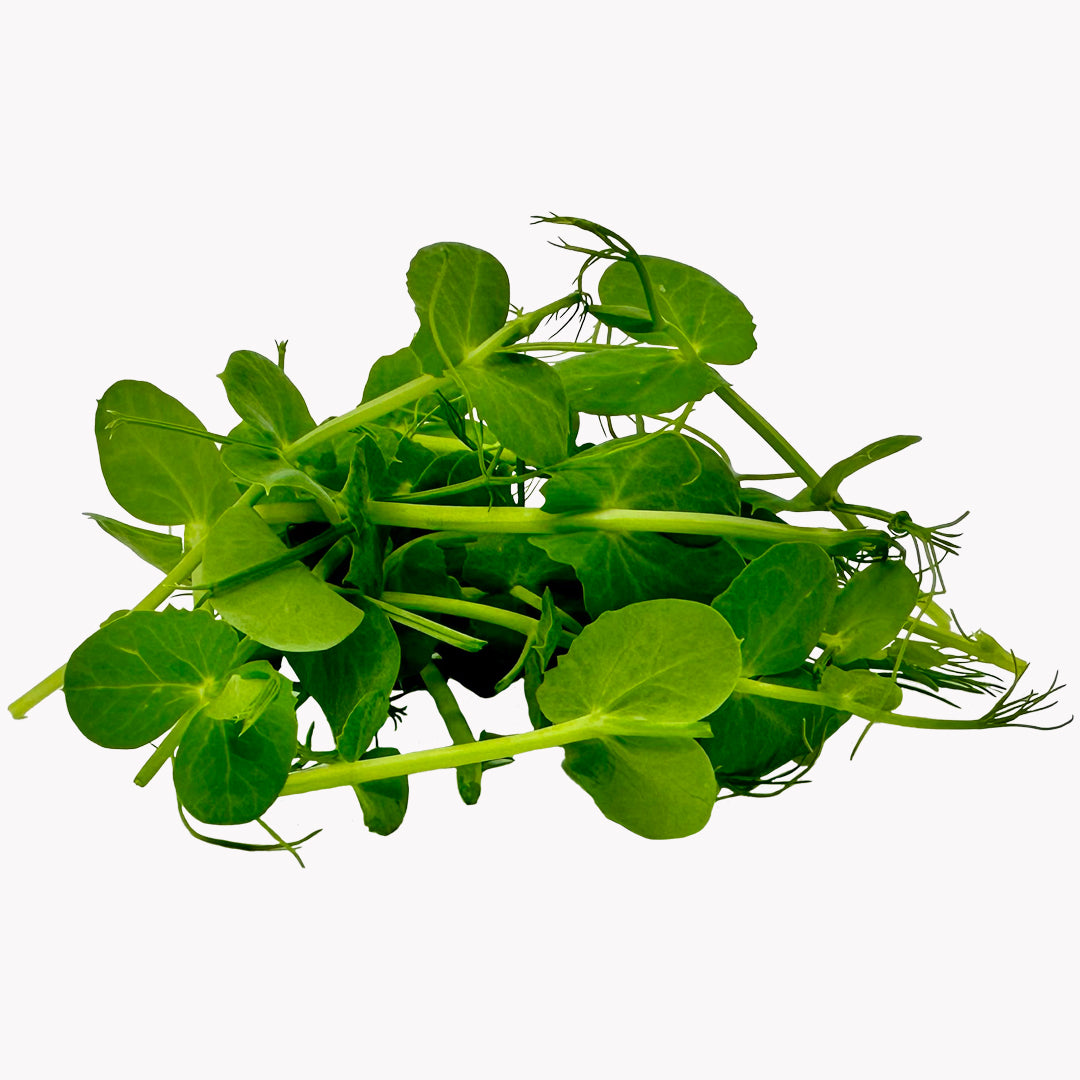 Set nejoblíbenějších semínek microgreens