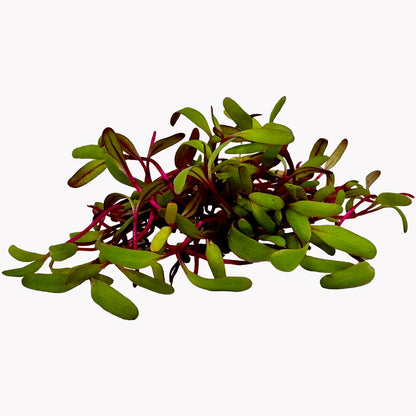 Semena Microgreens | Červená řepa