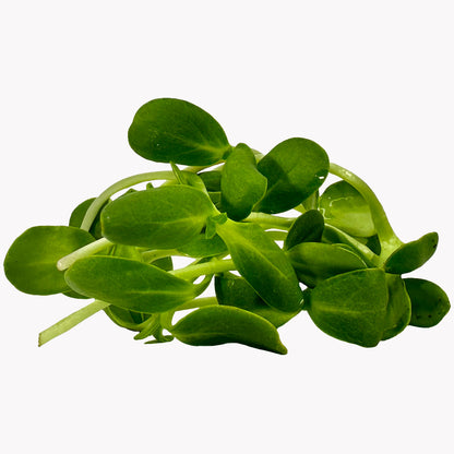 Semena Microgreens | Slunečnice