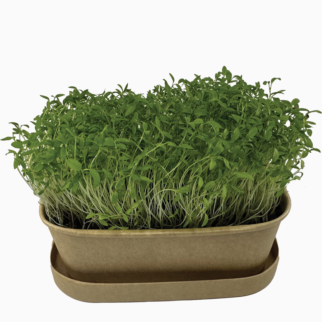 Sada pro pěstování | Petržel