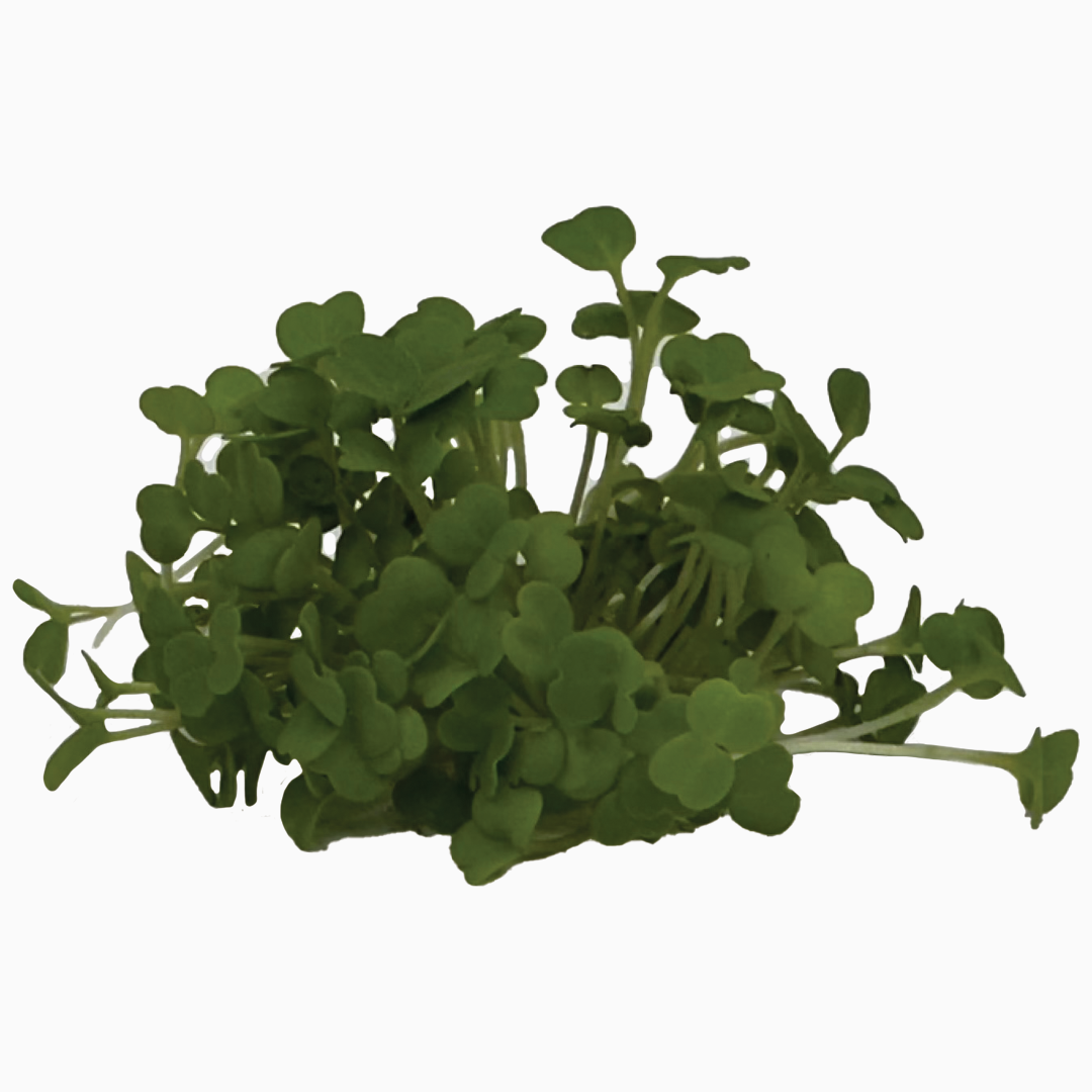 Set nejoblíbenějších semínek microgreens