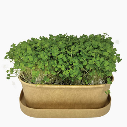 Sada na pěstování microgreens brokolice